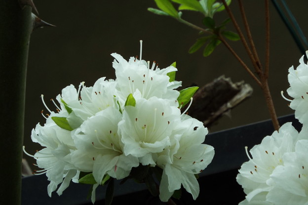 DSCF0342