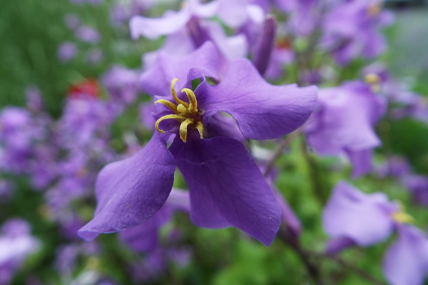DSCF0437