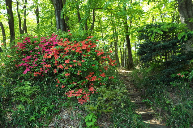 DSCF0042