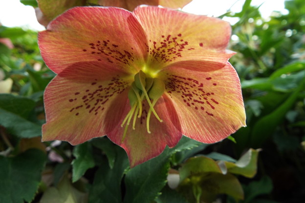 DSCF0599