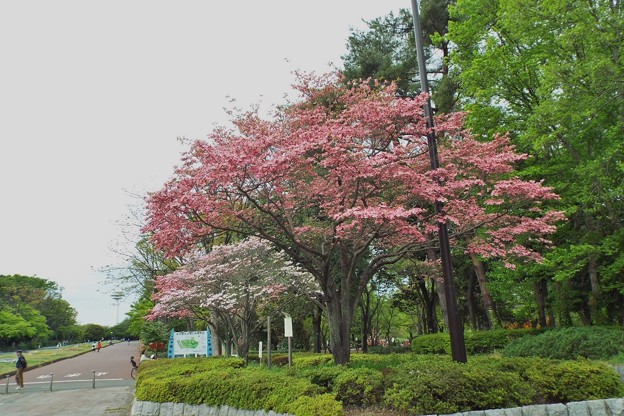 DSCF0277