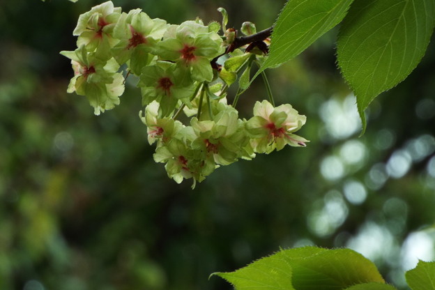DSCF0334