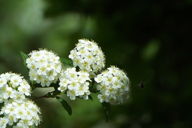 DSCF0351