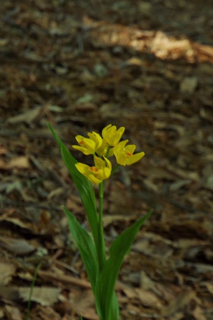 DSCF0084