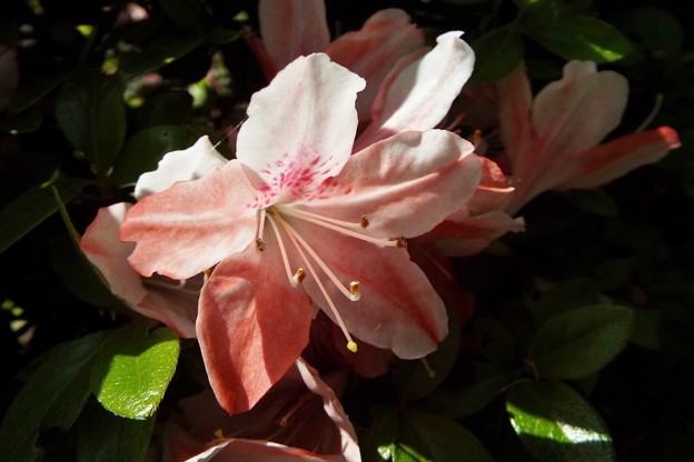 DSCF0025