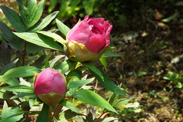 DSCF0160