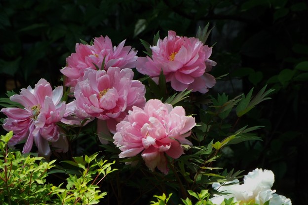 DSCF0082