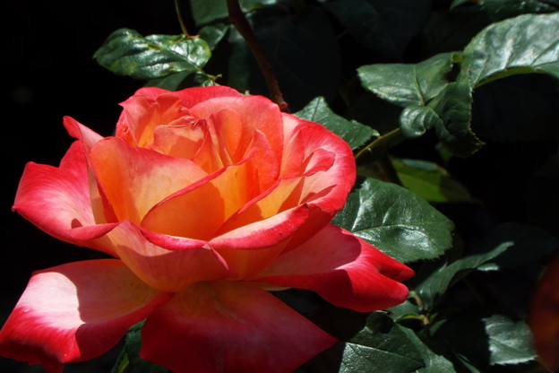 DSCF0126