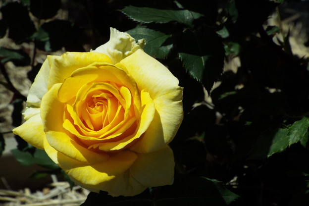 DSCF0147