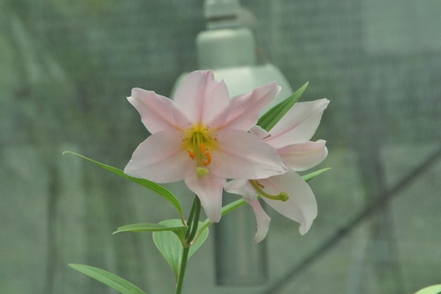 DSCF0093