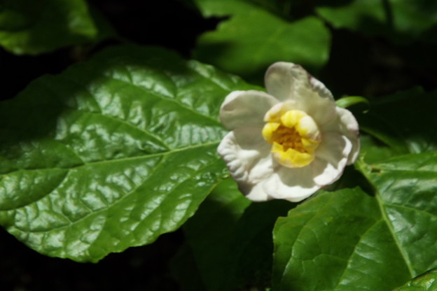 DSCF0221