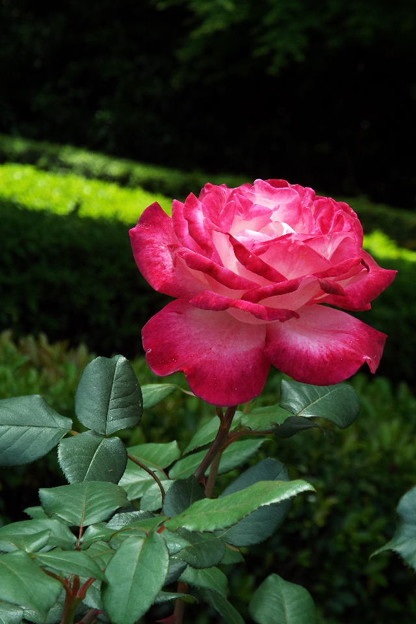 DSCF0089
