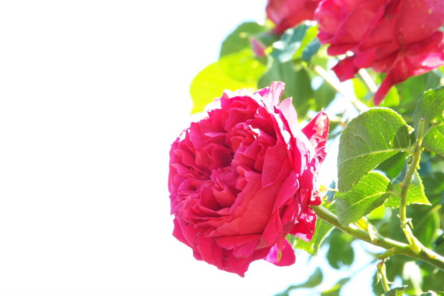 DSCF0525