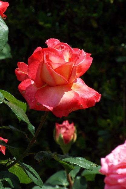 DSCF0135
