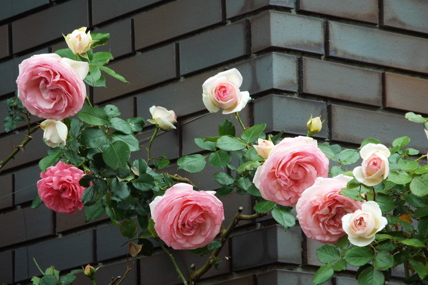 DSCF0241