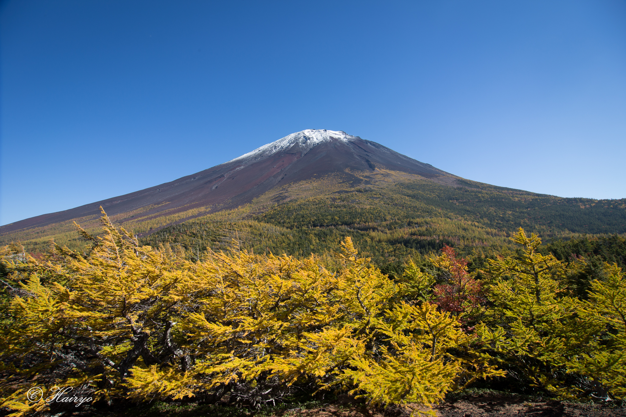 9. カラマツと富士