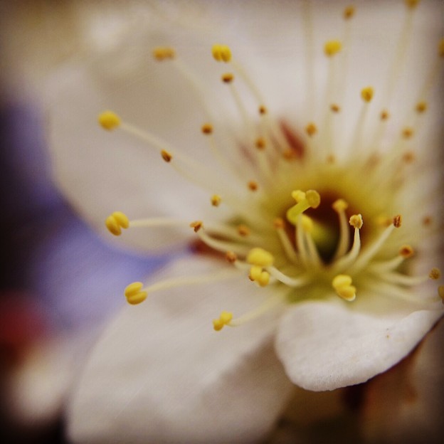 リハビリでお花を撮りました。