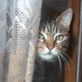 Photos: 臆病な窓際猫