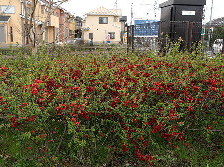 お花(高瀬橋付近)