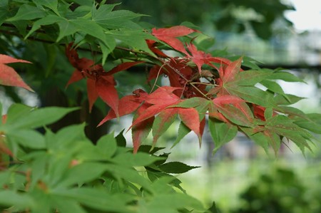 本土寺 紅葉