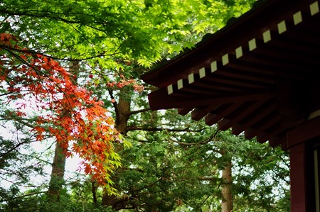 本土寺 五重塔