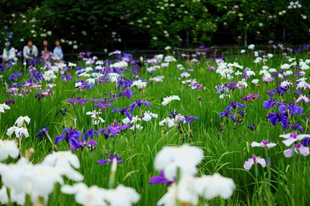 本土寺 弁天池 花菖蒲