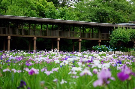 本土寺 弁天池 花菖蒲