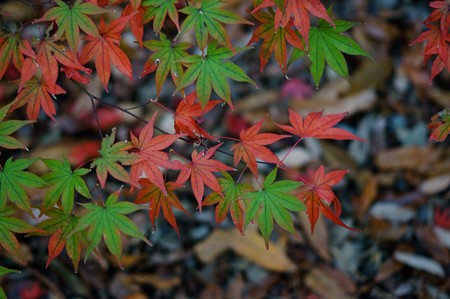 大町自然観察園