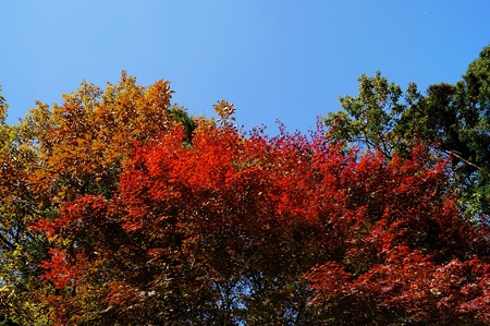 大町自然観察園