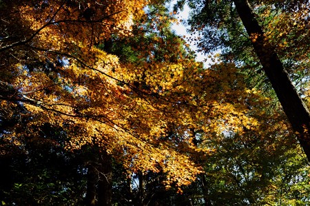 大町自然観察園
