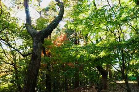 大町自然観察園