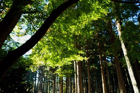 大町自然観察園