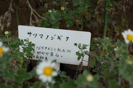 薩摩野菊（サツマノギク）