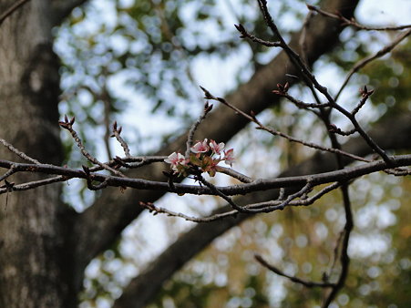 季節はずれの桜