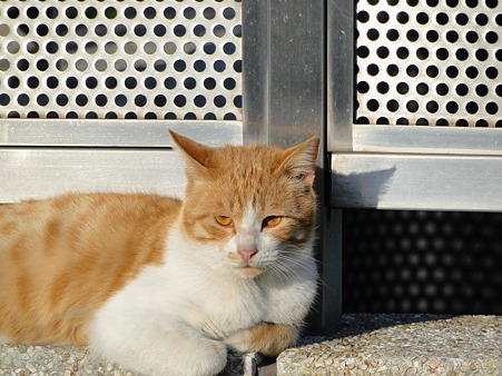 すっかり成長したにゃん