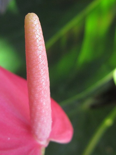 ピンク・アンスリュームの花