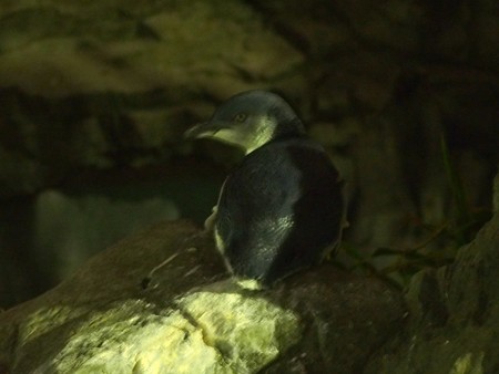 20140813 葛西 夜のペンギンプール08