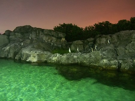 20140813 葛西 夜のペンギンプール07