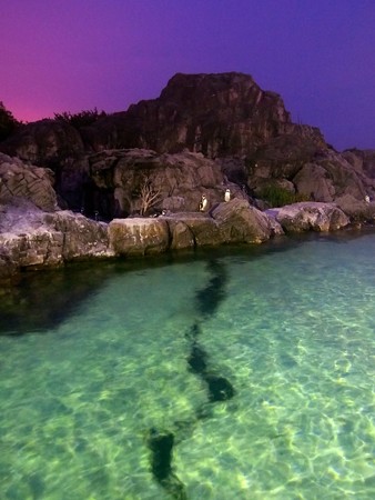 20140813 葛西 夜のペンギンプール05