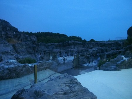 20140813 葛西 夜のペンギンプール02
