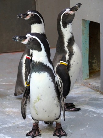 20140823 野毛山 ソラ&アサヒ&ユウヒ01