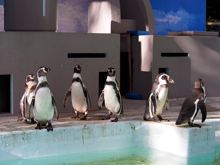 20140823 野毛山 ペンギンプール02