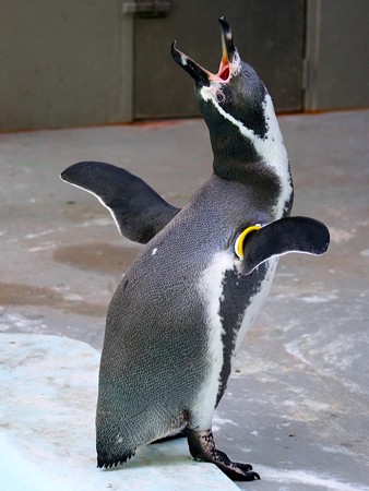 20140823 野毛山 ユウヒ01