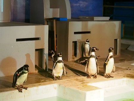 20140823 野毛山 夜のペンギンプール03