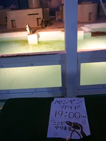 20140823 野毛山 夜のペンギンプール01