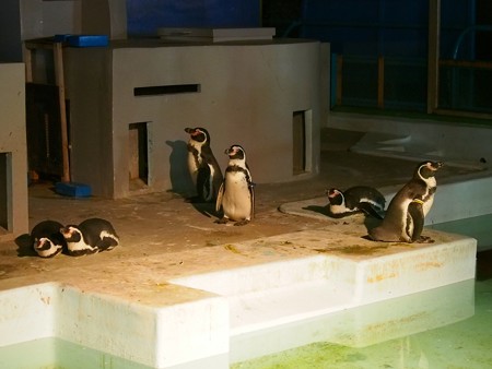 20140823 野毛山 夜のペンギンプール15