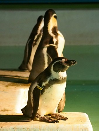 20140823 野毛山 夜のペンギンプール11
