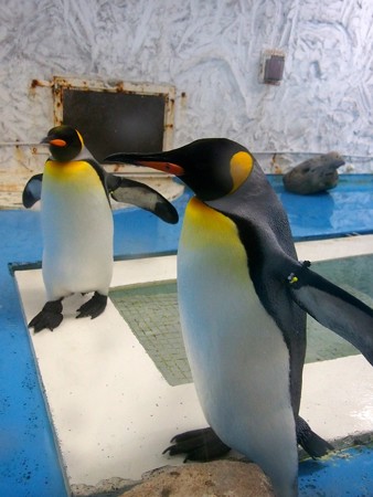 20140906 天王寺 キングペンギン03