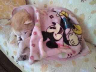 さぶい・・・北国の犬なのに