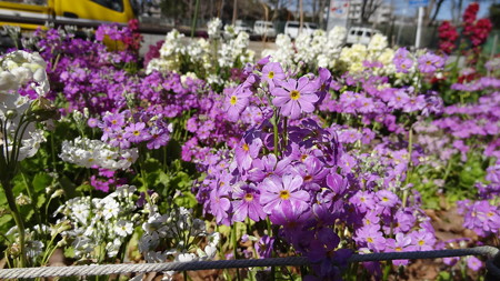 近所の花壇1
